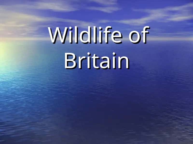 Wildlife of Britain 1