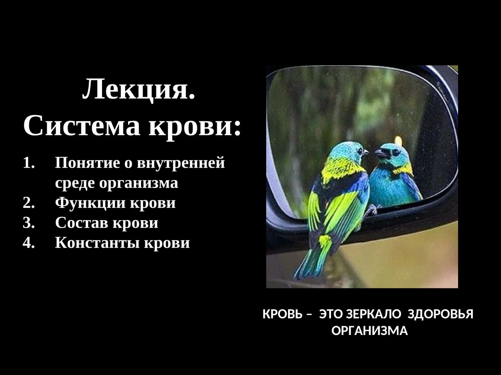 Кровь – это зеркало здоровья организма 1