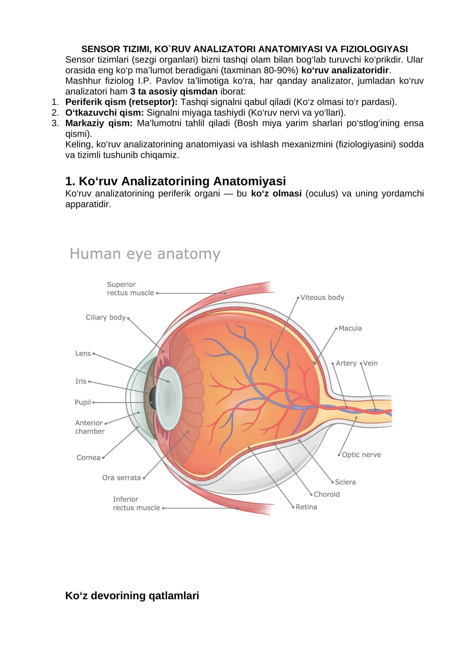 Sensor tizimi, ko`ruv analizatori anatomiyasi va fiziologiyasi 1