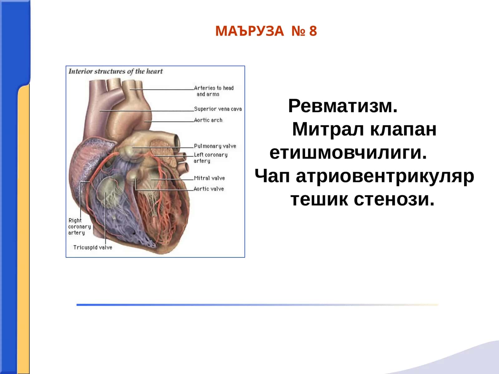 Ревматизм. Митрал клапан етишмовчилиги. Чап атриовентрикуляр тешик стенози 1