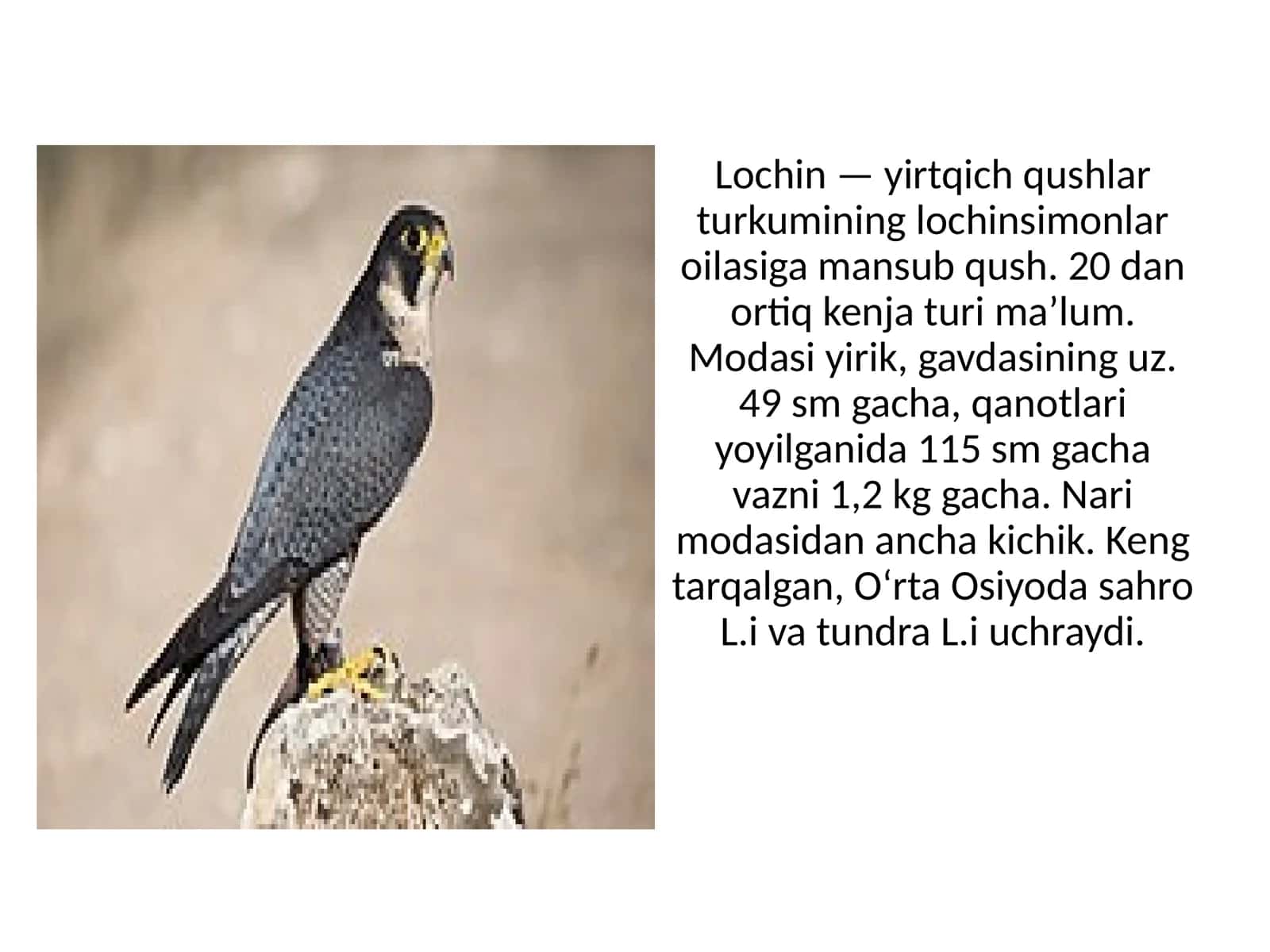Falco peregrinus 1