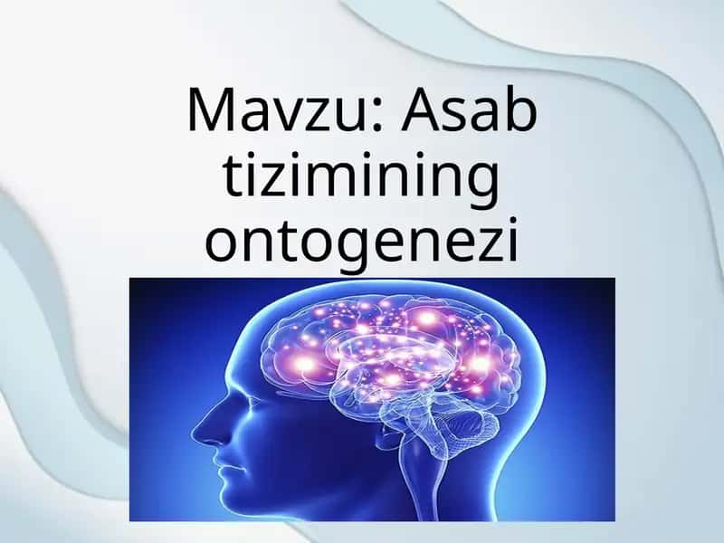 Asab tizimining ontogenezi 1