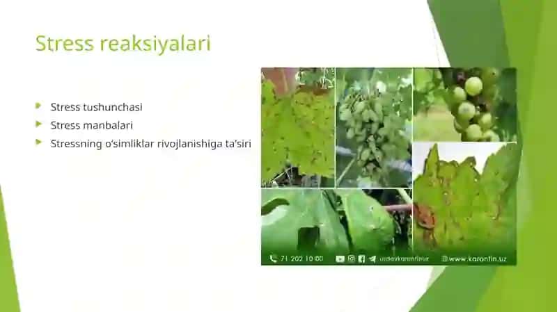 Stress reaksiyalari
