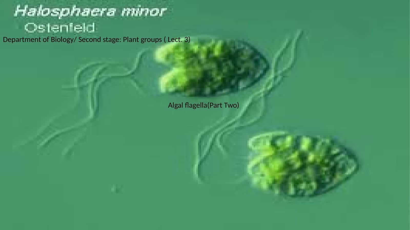Algal flagella(Part Two) 1
