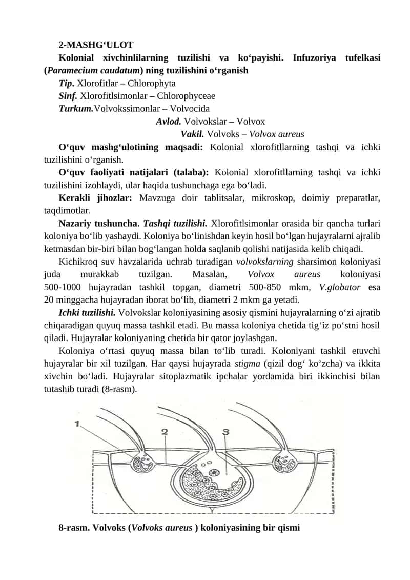 Kolonial xivchinlilarning tuzilishi va ko‘payishi. Infuzoriya tufеlkasi (Paramecium caudatum) ning t 1