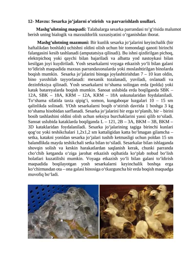 Sesarka jo’jalarni o’stirish va parvarishlash usullari 1