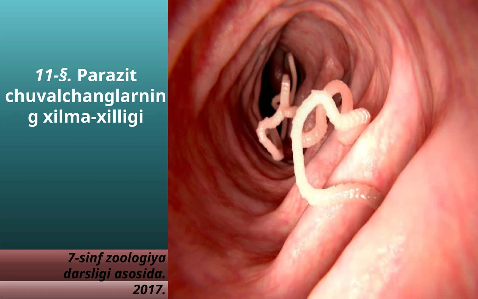7-sinf Zoologiya 'Parazit chuvalchanglarning xilma-xilligi' ko'rgazma 1