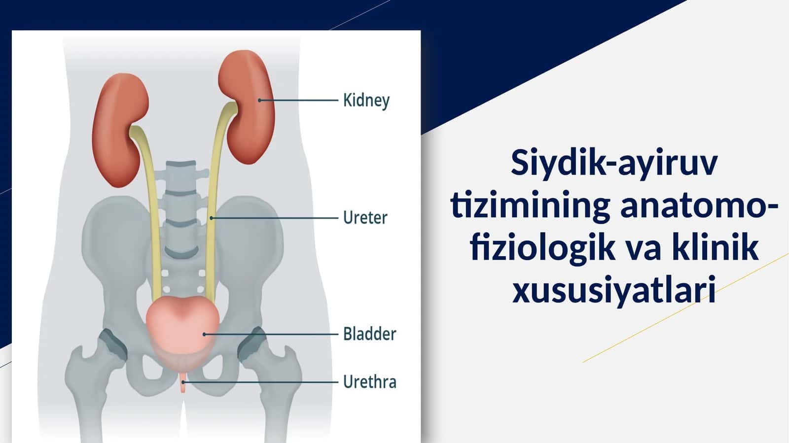 Siydik-ayiruvtizimining anatomo-fiziologik vaklinik xususiyatlari 1