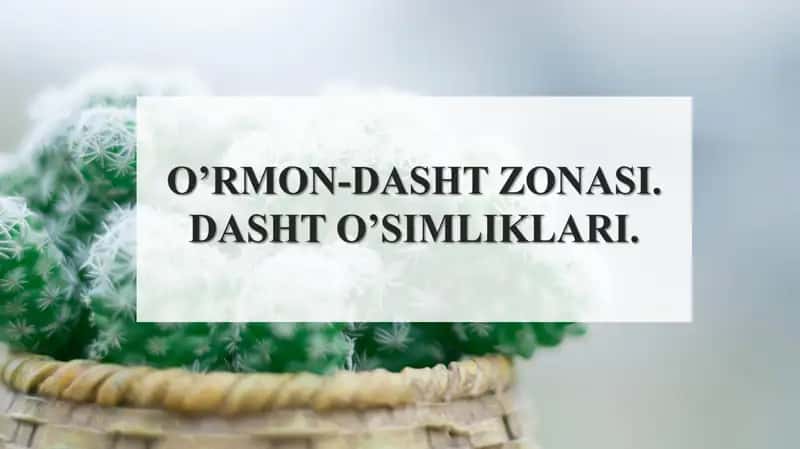 O’rmon-dasht zonasi 1