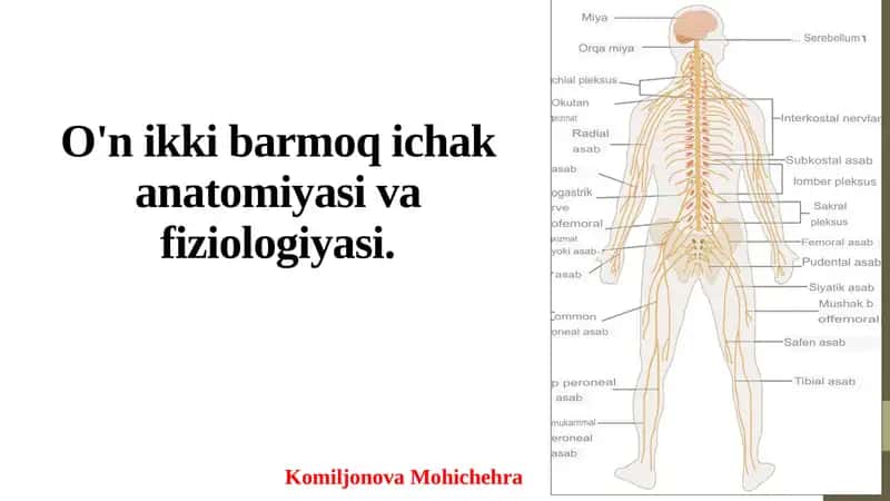 O'n ikki barmoq ichak anatomiyasi va fiziologiyasi 1