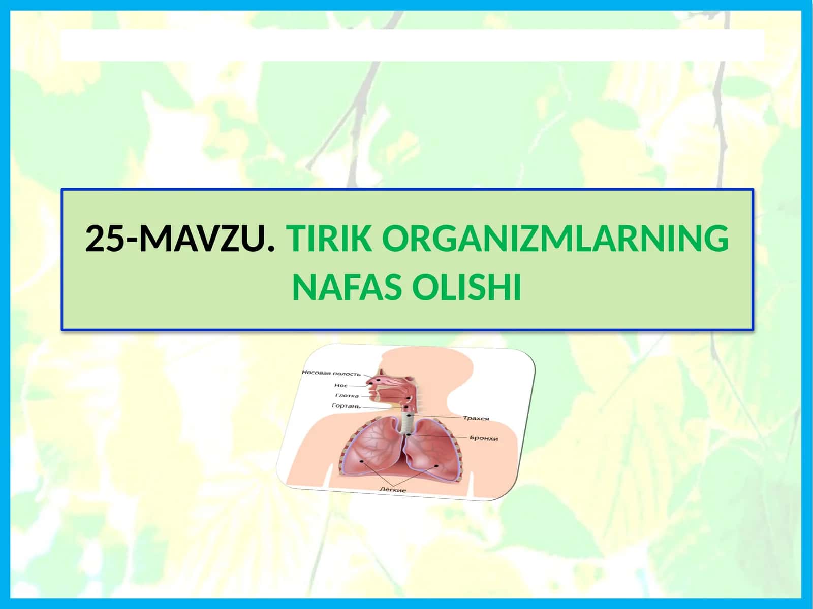 TIRIK ORGANIZMLARNING NAFAS OLISHI 1