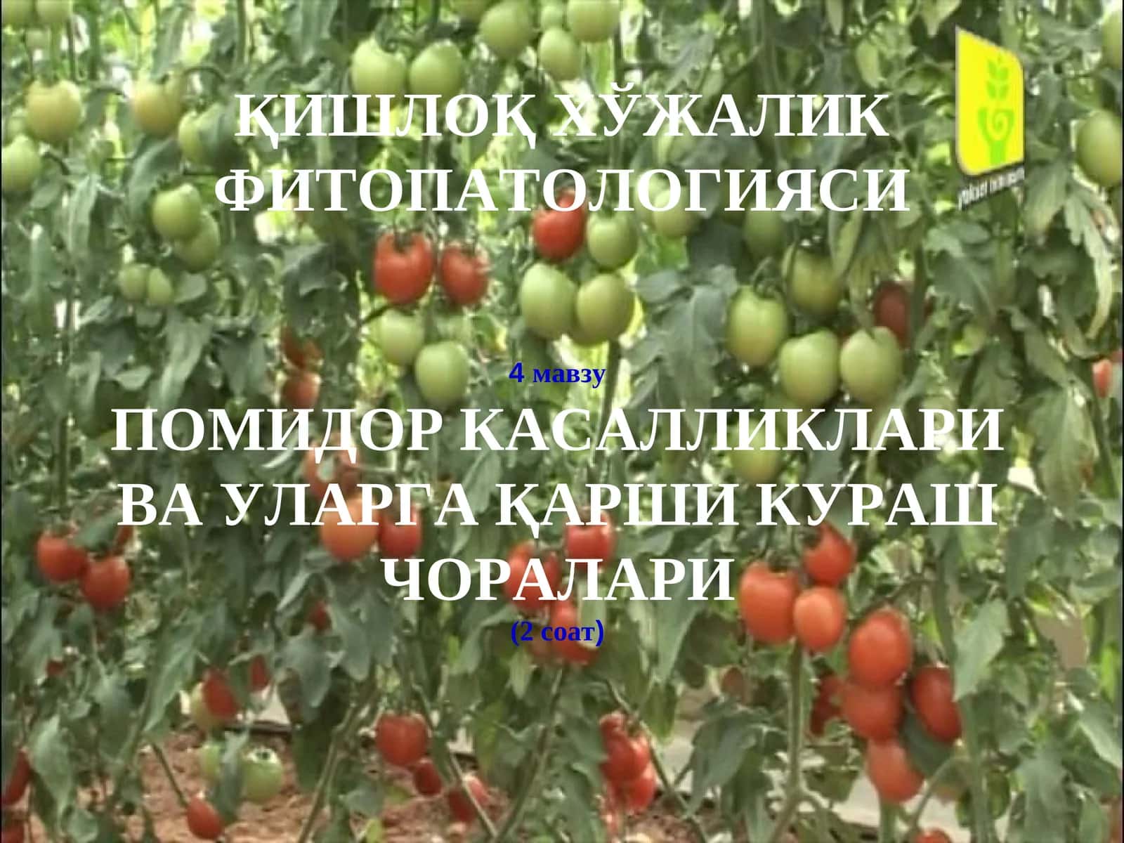 ПОМИДОР КАСАЛЛИКЛАРИ ВА УЛАРГА ҚАРШИ КУРАШ ЧОРАЛАРИ 1