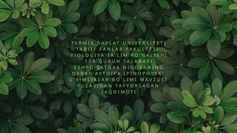 Qarag'aytoifa (Ochiq Urug'li) O'simliklar Bo'limi 1