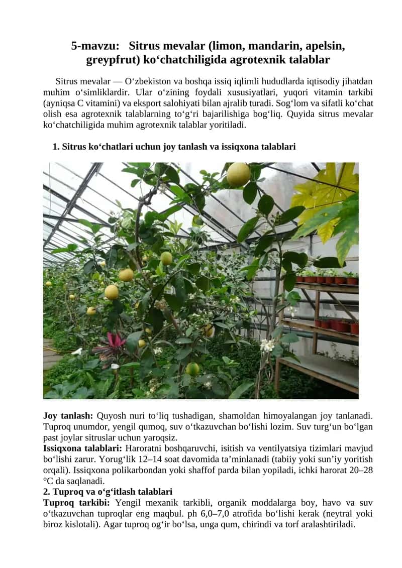 Sitrus mevalar (limon, mandarin, apelsin, greypfrut) ko‘chatchiligida agrotexnik talablar 1