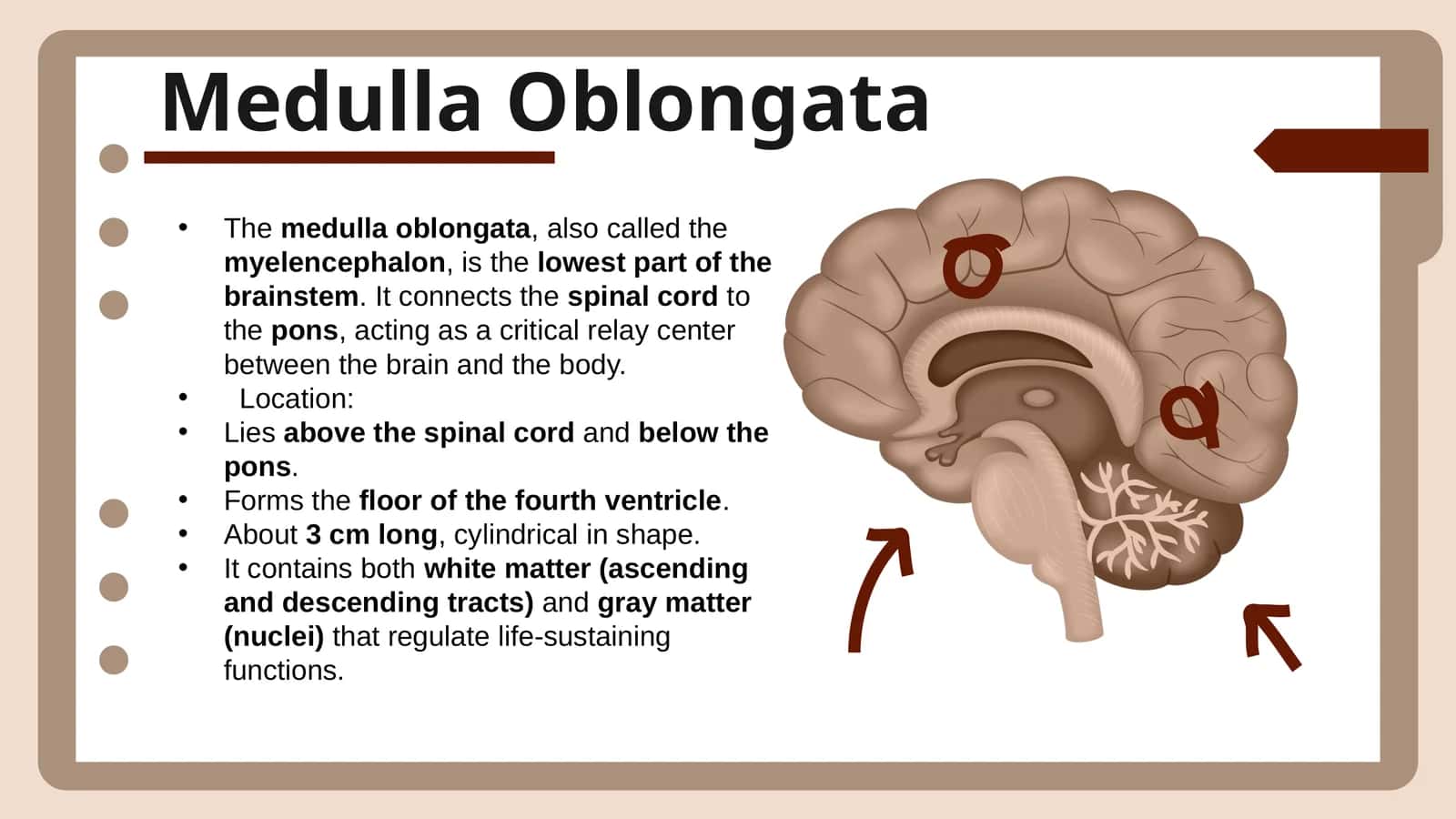 Medulla Oblongata 1