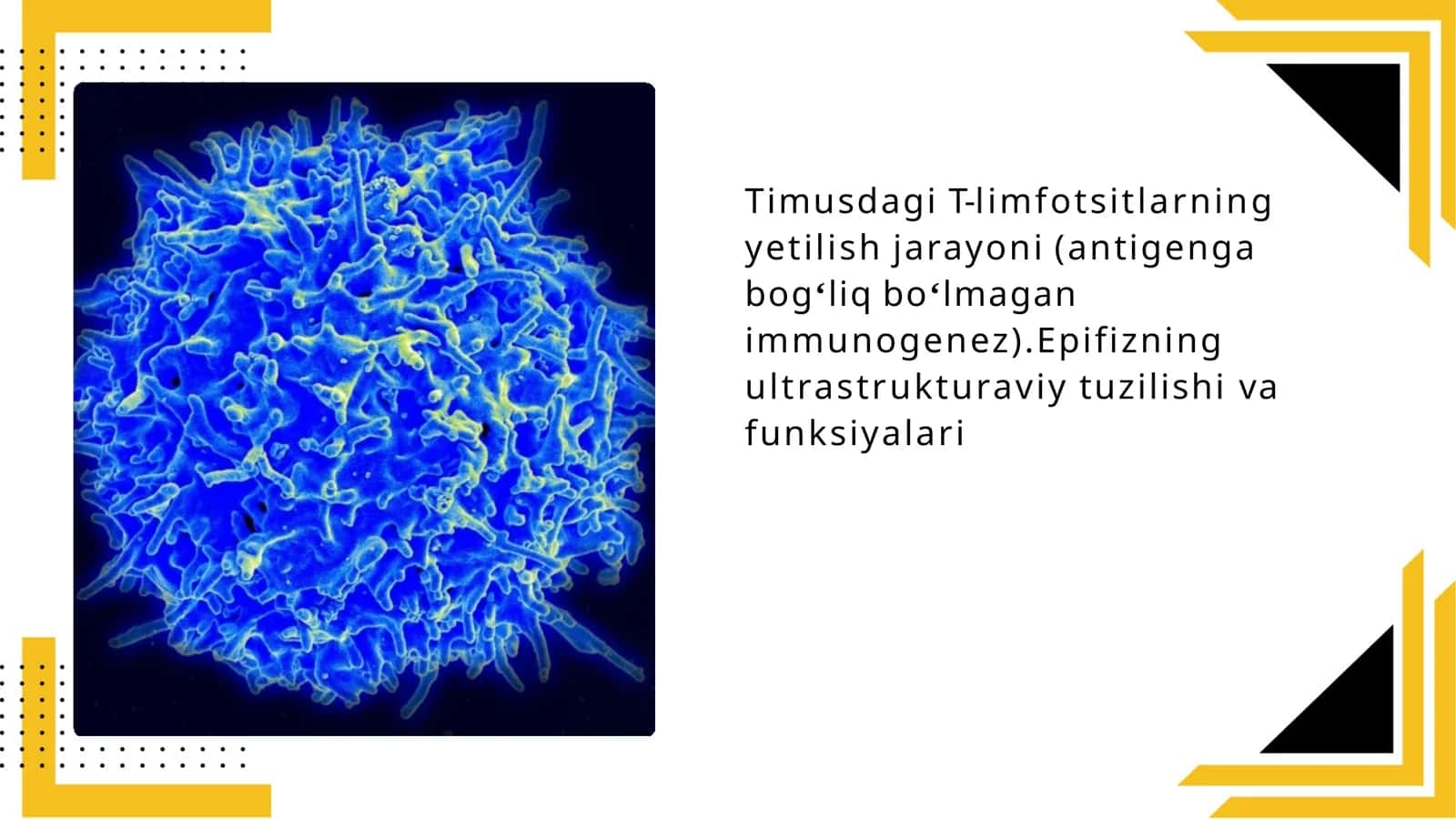 Timusdagi T-limfotsitlarning yetilish jarayoni (antigen ga bog'liq bo'lmagan immunogenez). Epifizning ultrastruktura sivasi va funktsiyalari 1