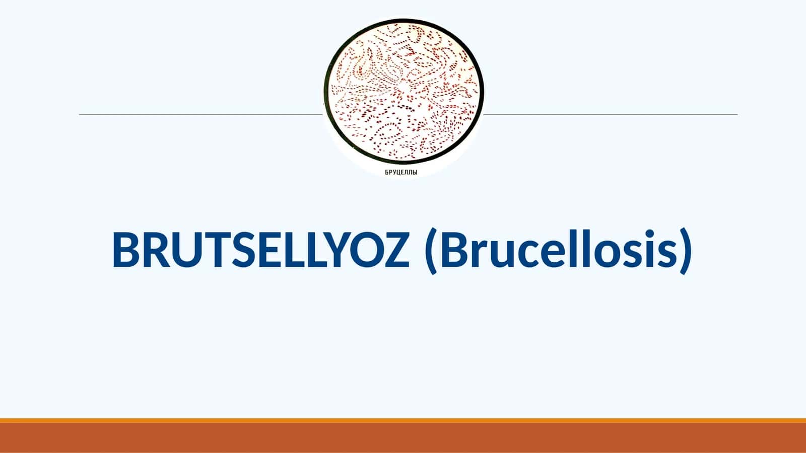 BRUTSELLYOZ 1