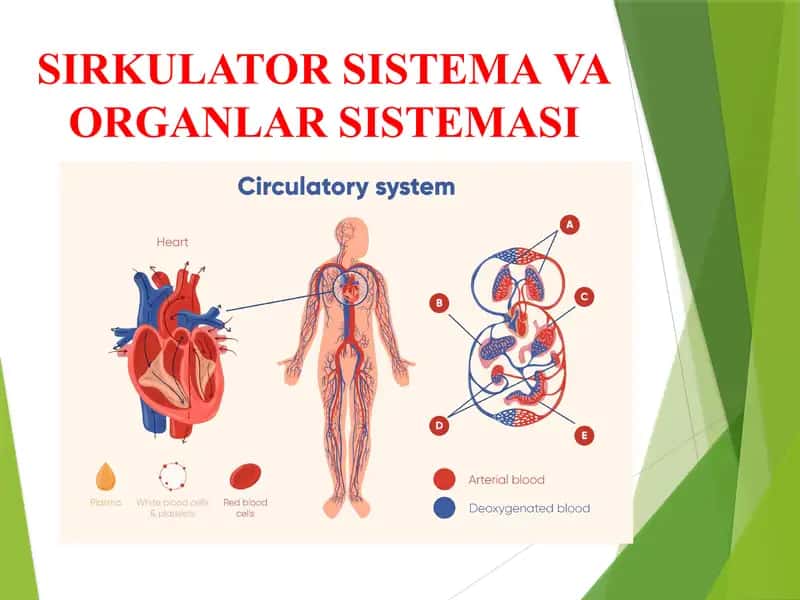 SIRKULATOR SISTEMA VA ORGANLAR SISTEMASI 1