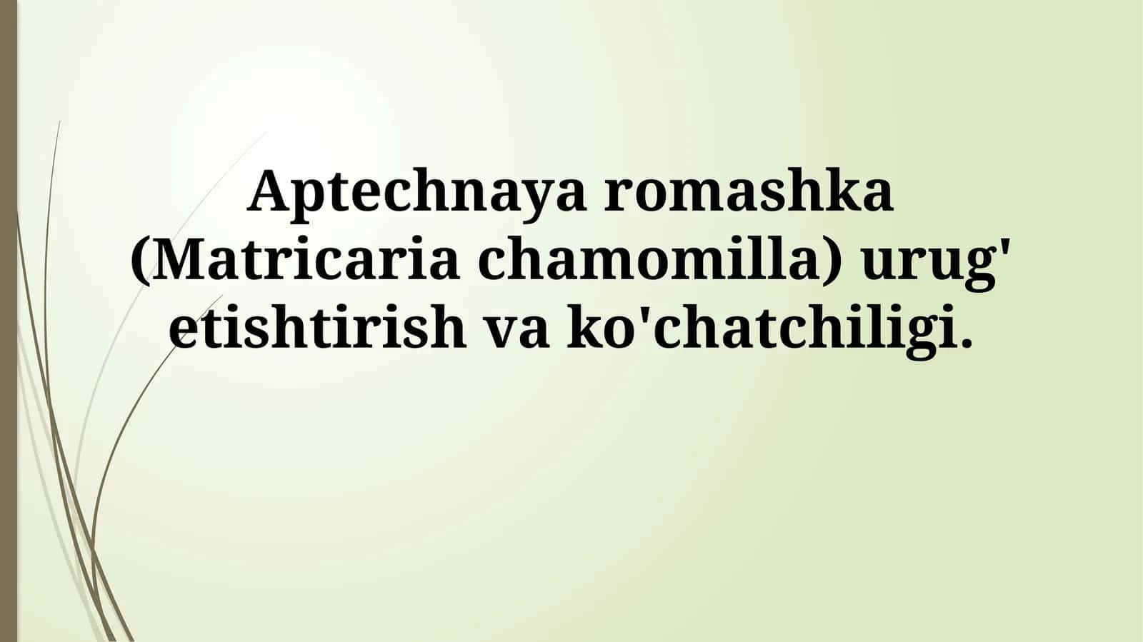 Aptechnaya romashka (Matricaria chamomilla) urug' etishtirish vako'chatchiligi 1