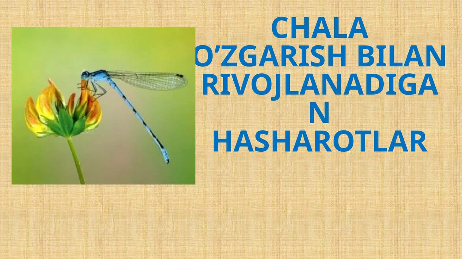 CHALA O’ZGARISH BILAN RIVOJLANADIGAN HASHAROTLAR 1