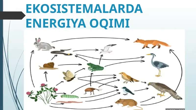 EKOSISTEMALARDA ENERGIYA OQIMI 1