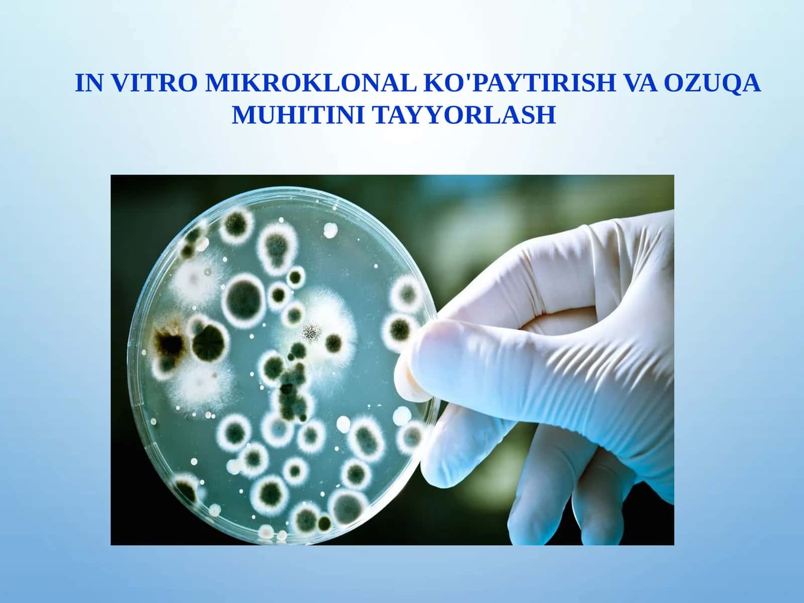 IN VITRO MIKROKLONAL KO'PAYTIRISH VA OZUQA MUHITINI TAYYORLASH 1