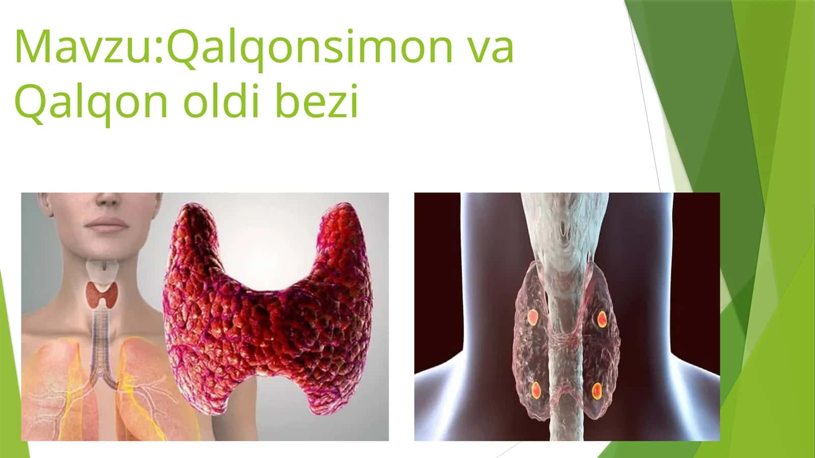 qalqonsimon va qalqon oldi bez fiziologiyasi 1