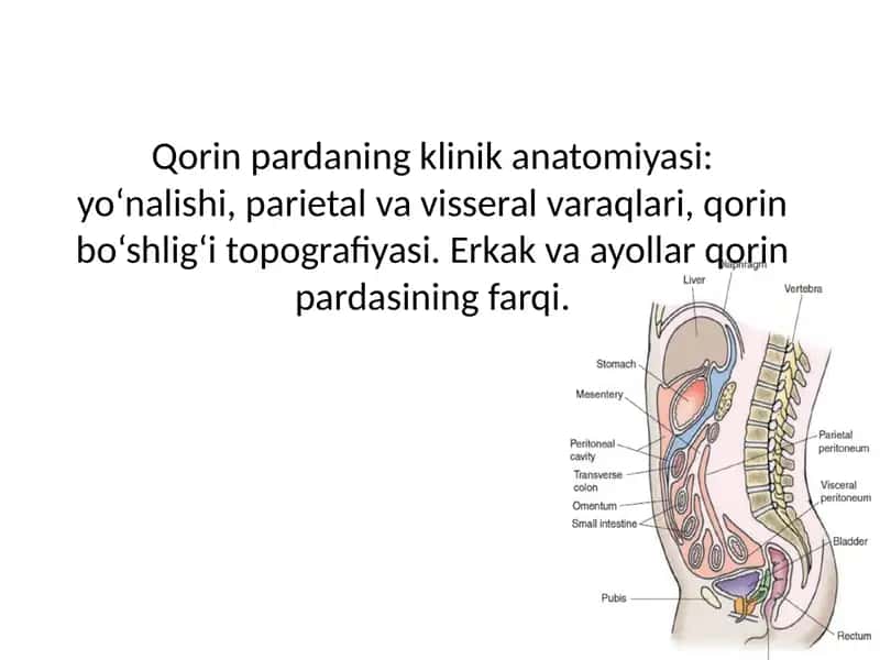 Qorin pardaning klinik anatomiyasi: yo‘nalishi, parietal va visseral varaqlari, qorin bo‘shlig‘i topografiyasi. Erkak va ayollar qorin pardasining farqi. 1