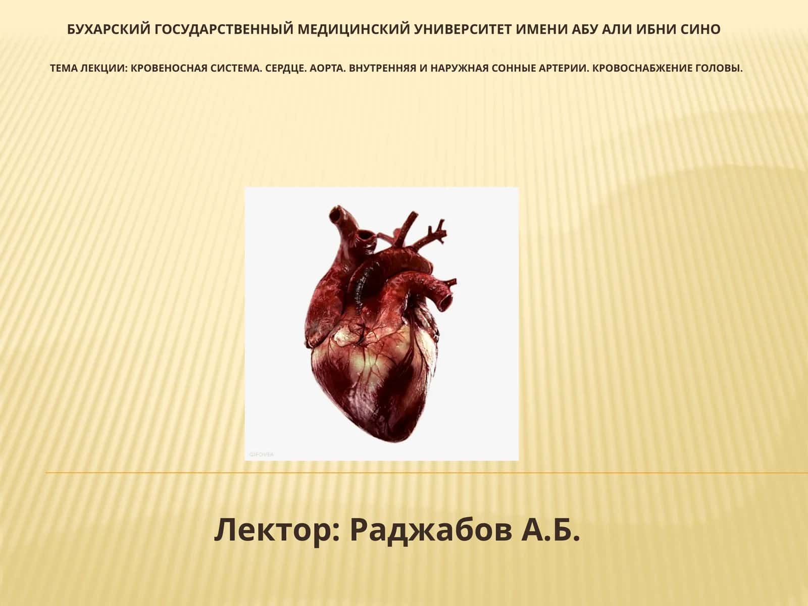 Лекция: кровеносная система. Сердце. Аорта. Внутренние и наружные сонные артерии. Кровоснабжение головы 1