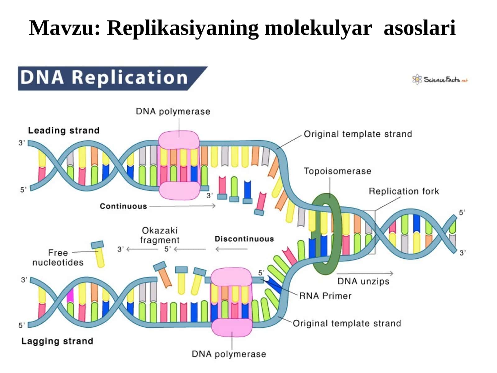 Replikasiyaning molekulyar asoslari 1