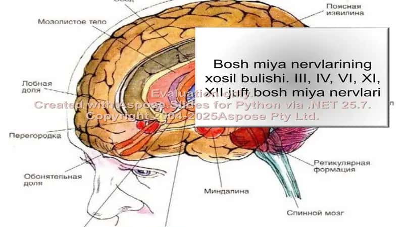 Bosh miya nervlarining xosil bulishi. III, IV, VI, XI, XII juft bosh miya nervlari 1