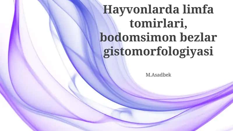 Hayvonlarda limfa tomirlari, bodomsimon bezlar gistomorfologiyasi 1