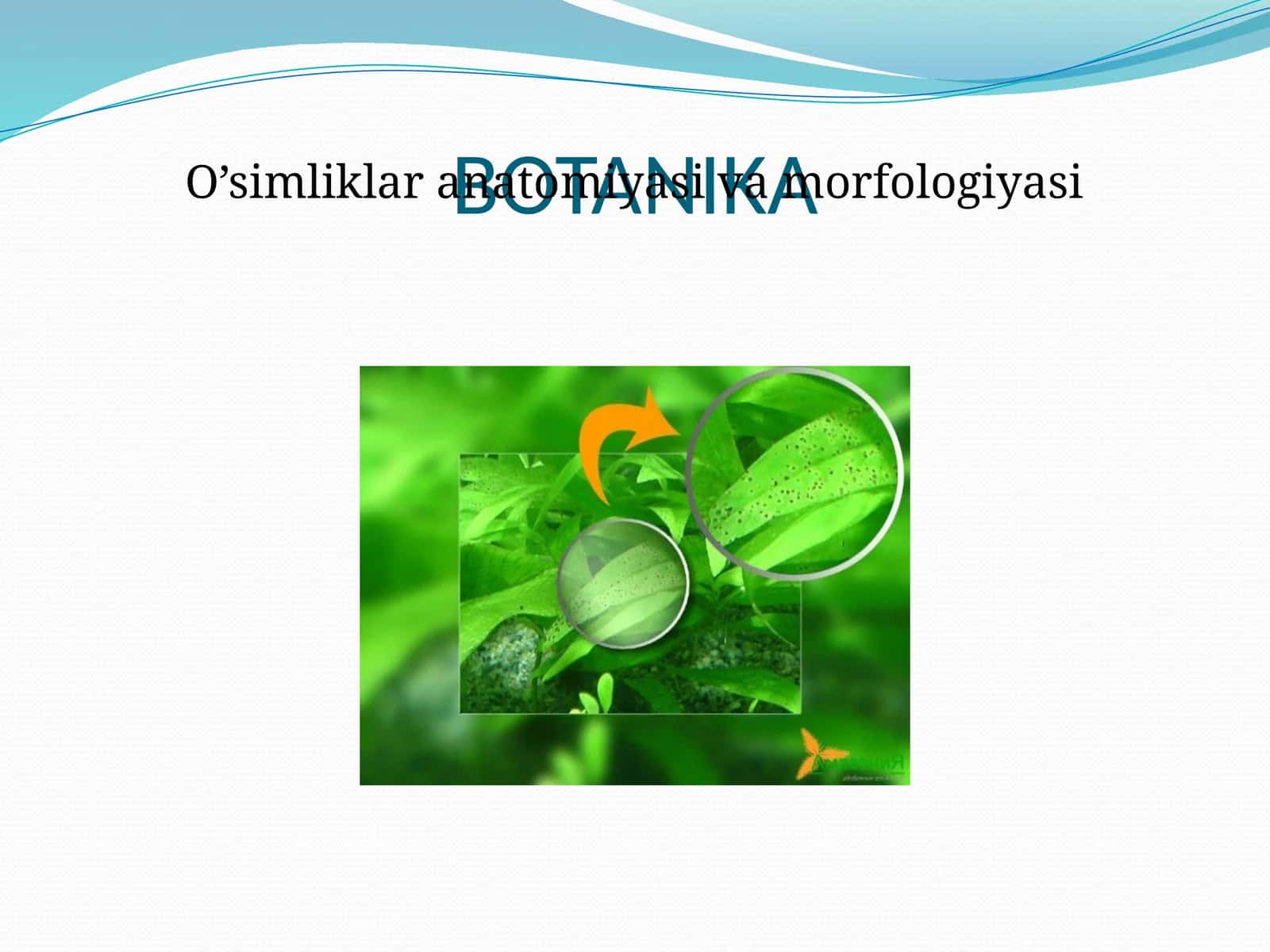BOTANIKA 1