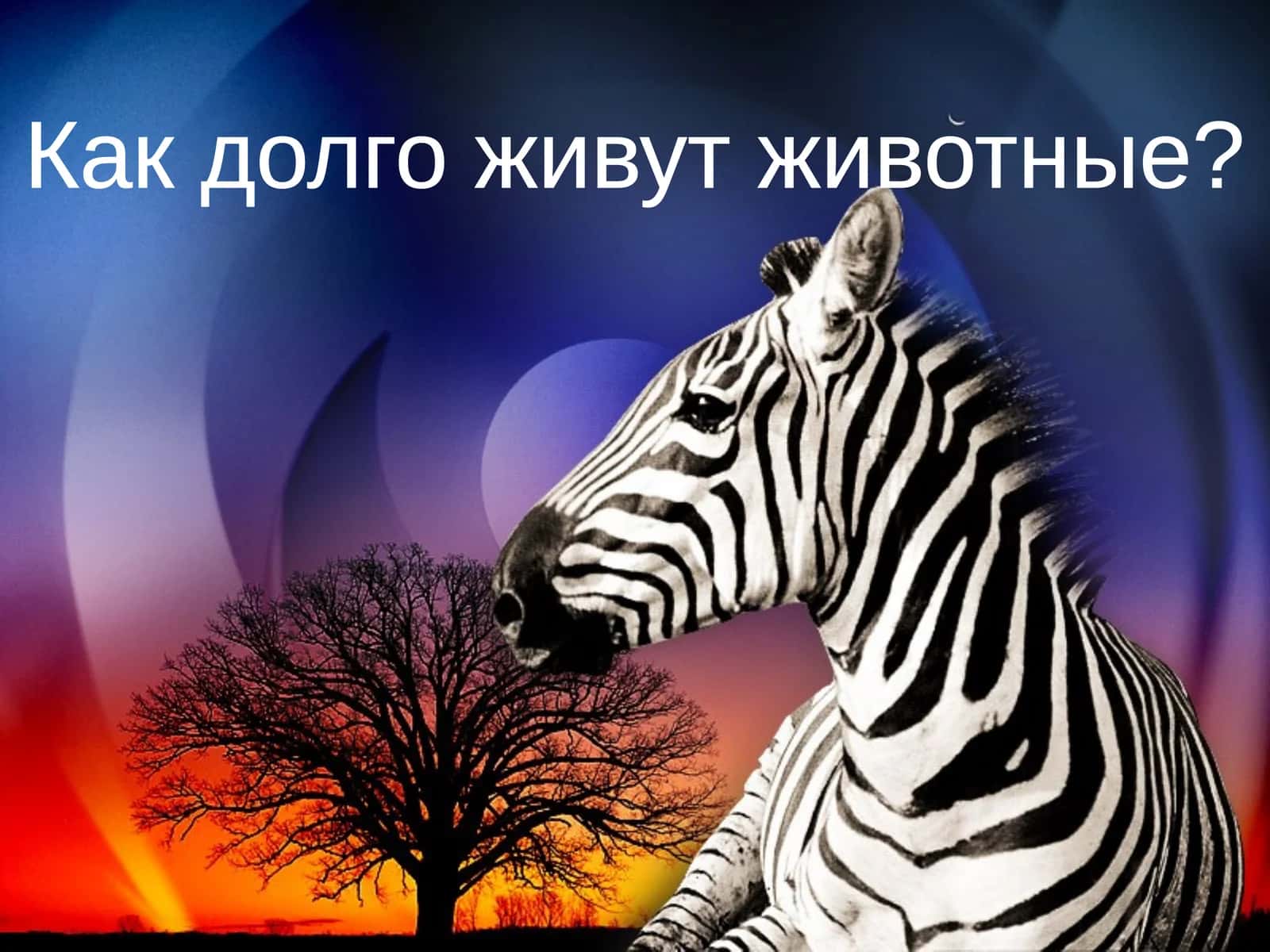 Как долго живут животные? 1