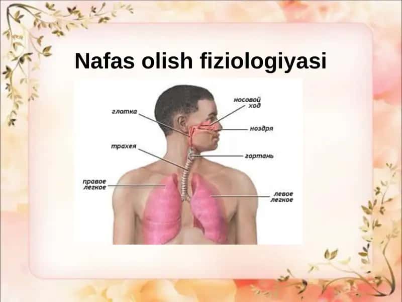 Nafasolishfiziologiyasi 1