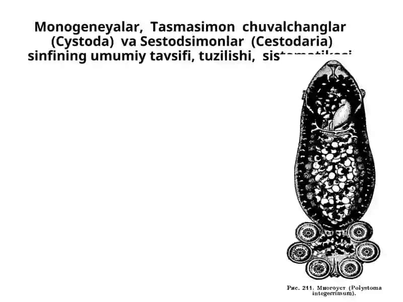 Monogeneyalar,  Tasmasimon  chuvalchanglar  (Cystoda)  va Sestodsimonlar  (Cestodaria) sinfining umumiy tavsifi, tuzilishi,  sistematikasi.