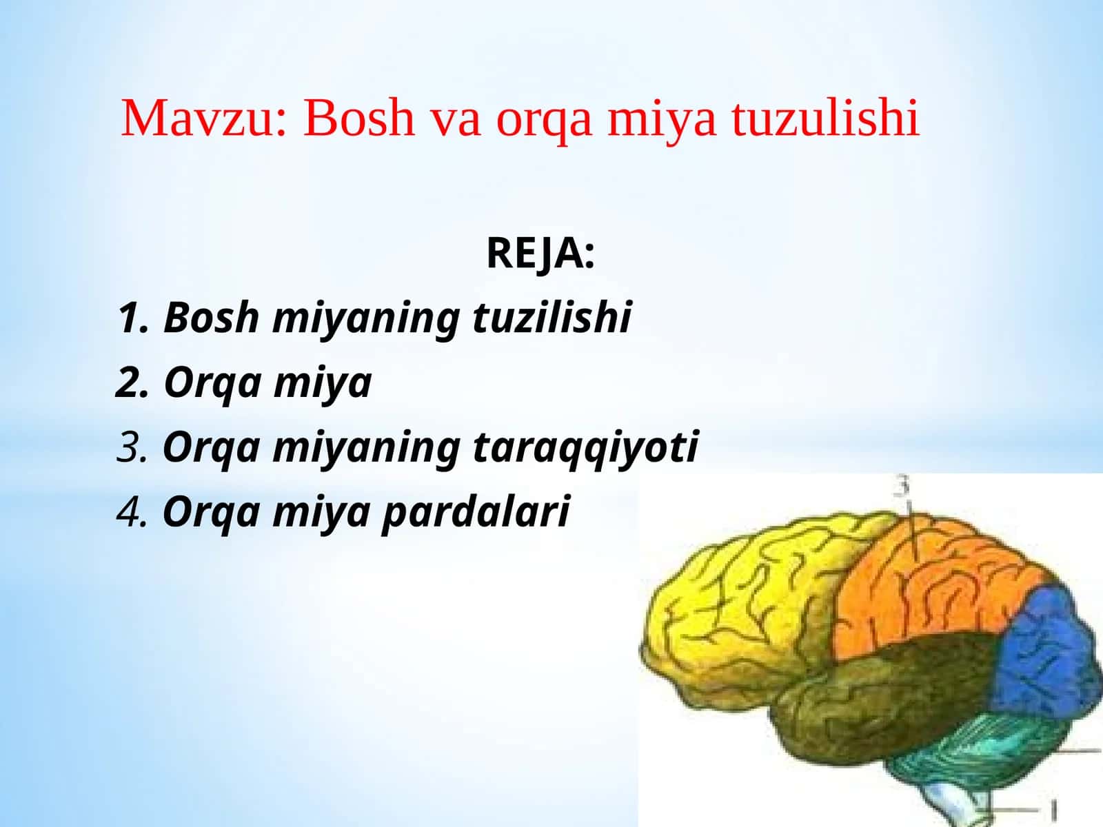 Boshvaorqamiyatuzulishi 1