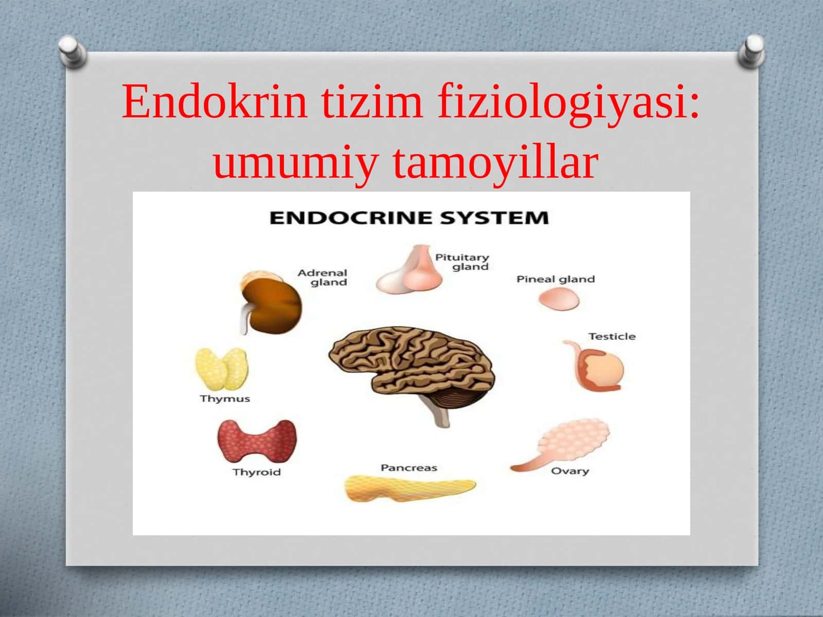 Endokrintizimfiziologiyasi:umumiytamoyillar 1