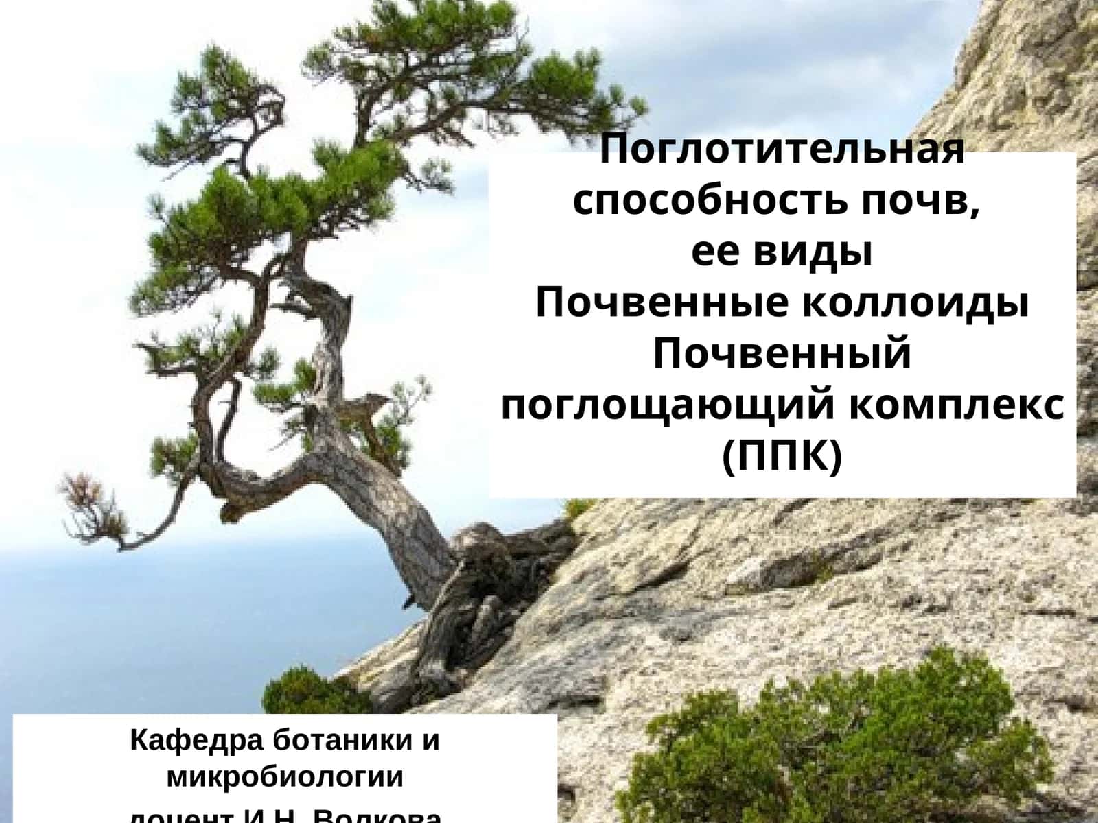 Поглотительная способность почв, ее виды 1
