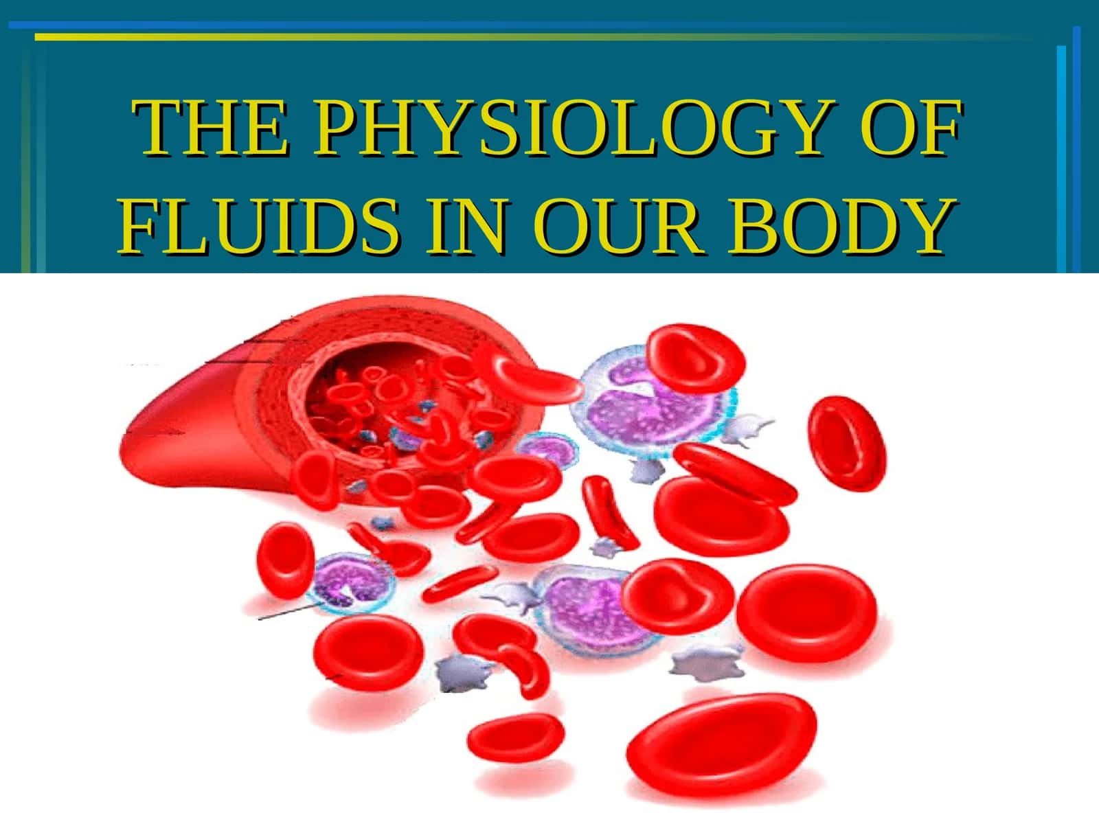 THE PHYSIOLOGY OF FLUIDS IN OUR BODY 1