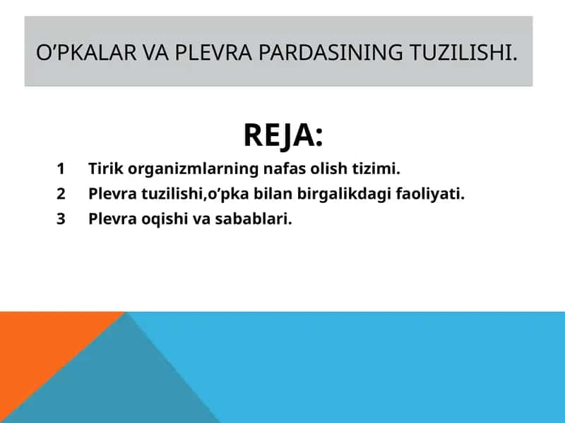 O’pkalar va plevra pardasining tuzilishi 1