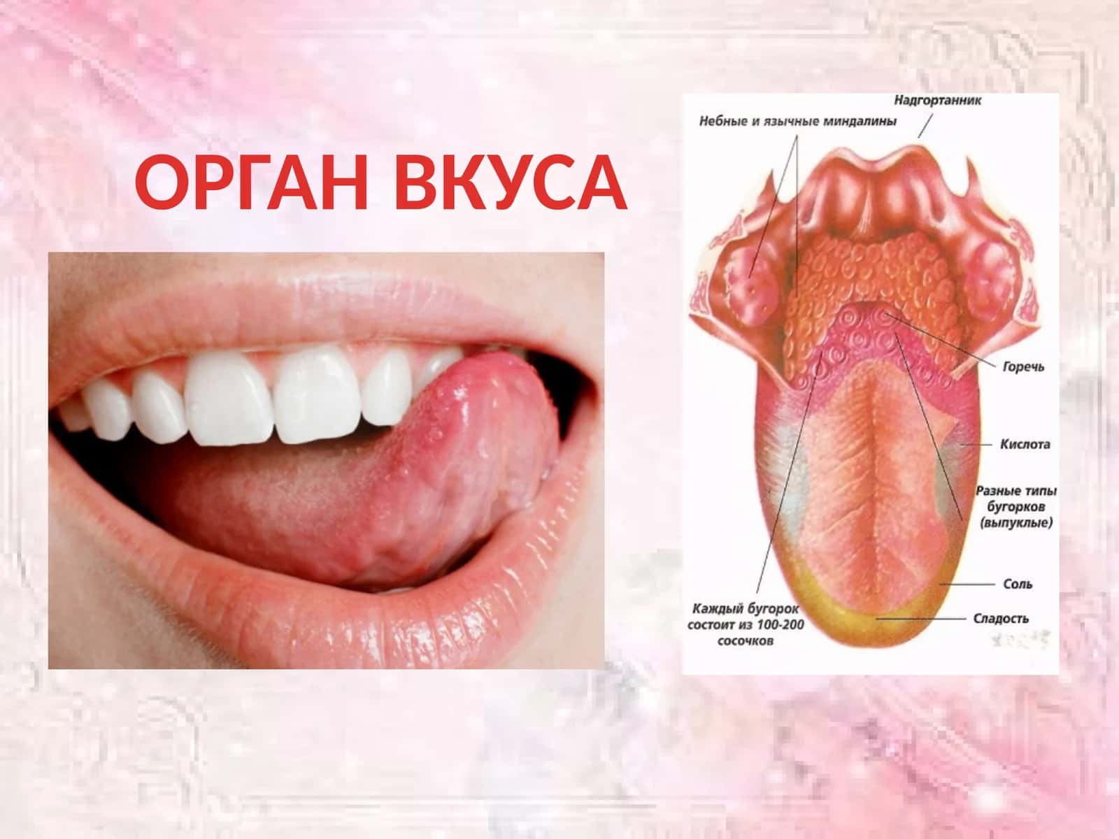 ОРГАН ВКУСА 1