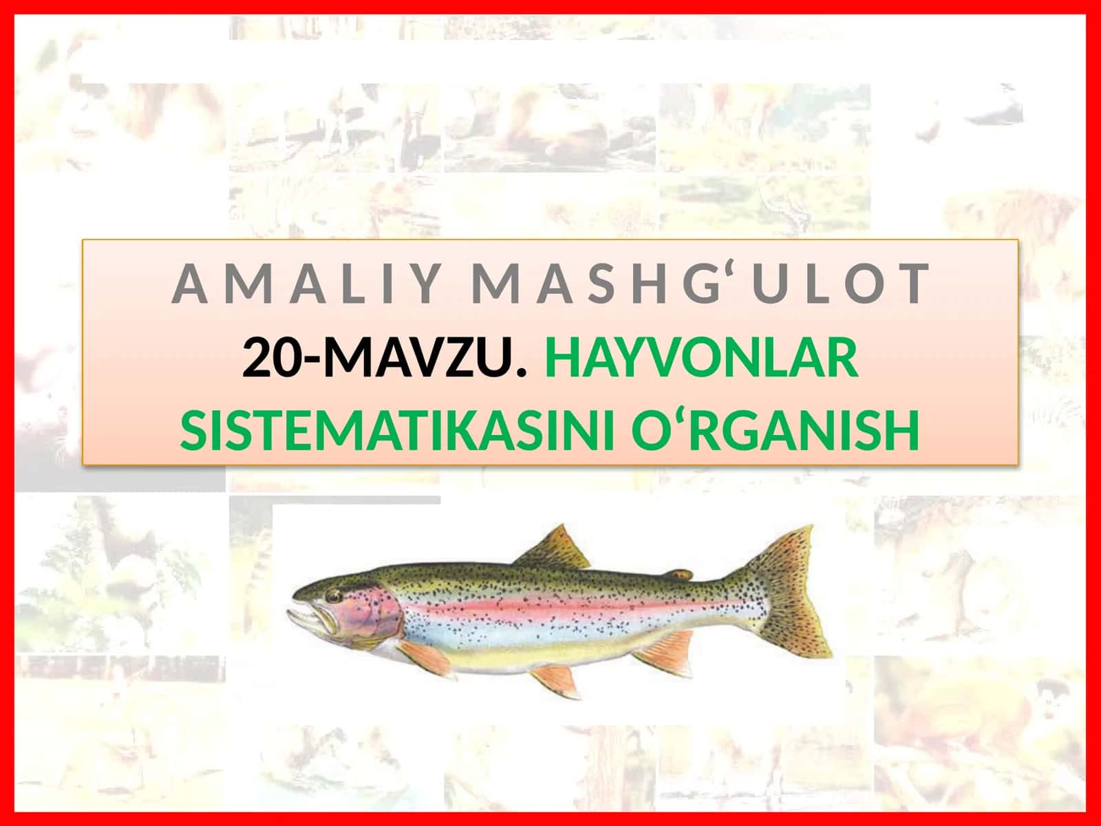 MAWU.HAYVONLAR SISTEMATIKASINIO‘RGANISH 1