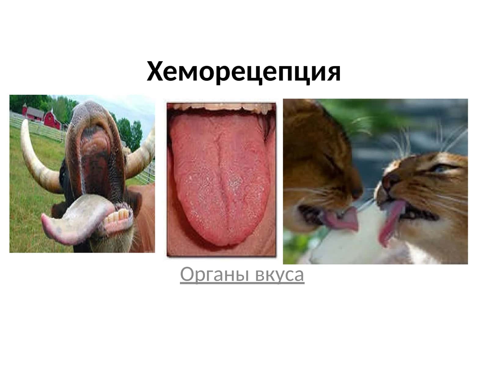 Хеморецепция 1