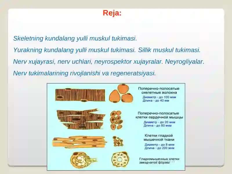 Muskullar fiziologiyasi 2