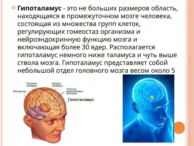 Ядра гипоталамуса и их клиническое значение 2
