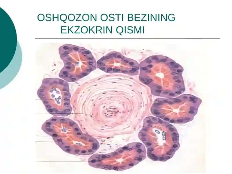 Oshqozon osti bezi 2