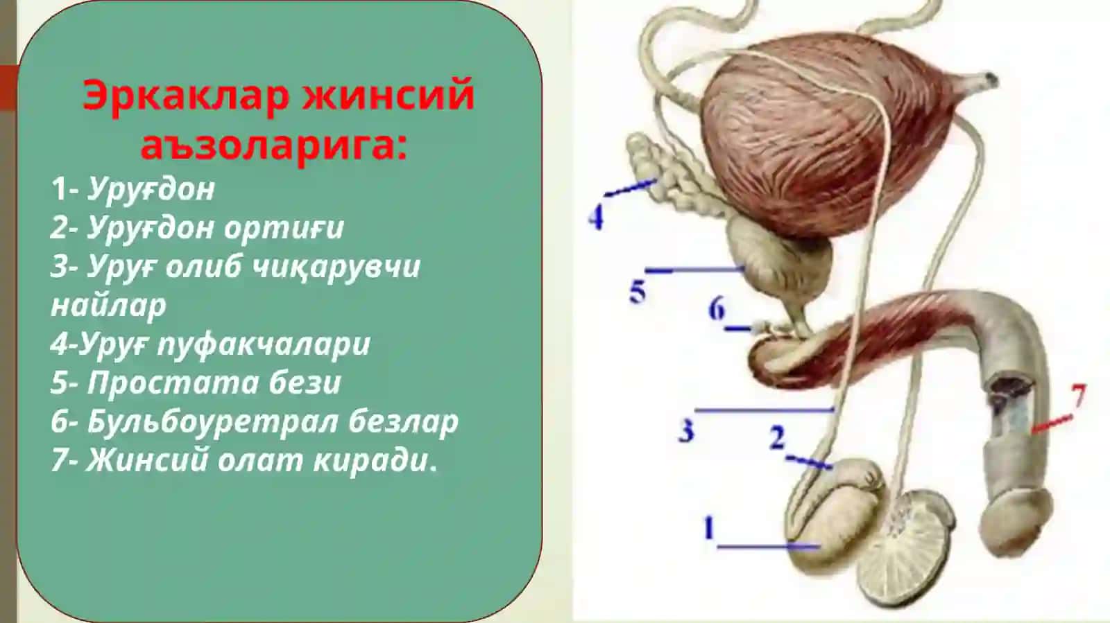 ЭРКАКЛАР ЖИНСИЙ АЪЗОЛАРИНИ ГИСТОЛОГИК ТУЗИЛИШИ 2
