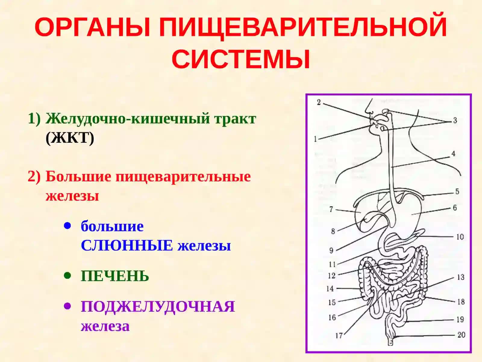 Регенеративные и компенсаторные свойства печени 2