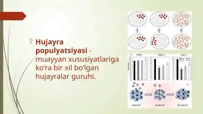 Hujayra Populyatsiyasi 2